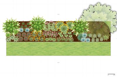 Native Border Garden